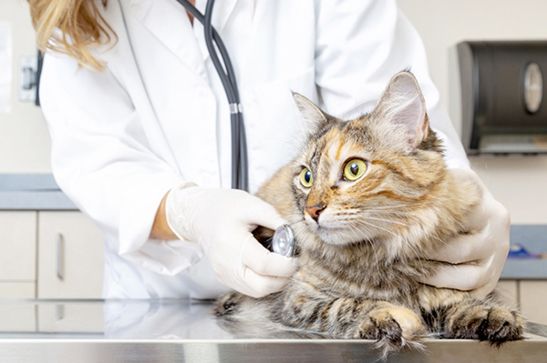 Visite Specialistiche