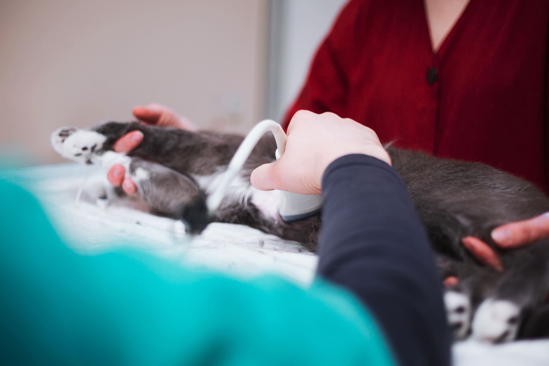 Ecografie e Radiografie